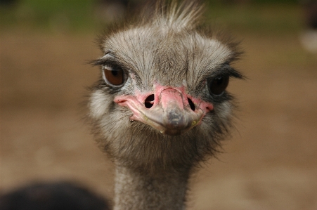 Photo Oiseau animal faune le bec