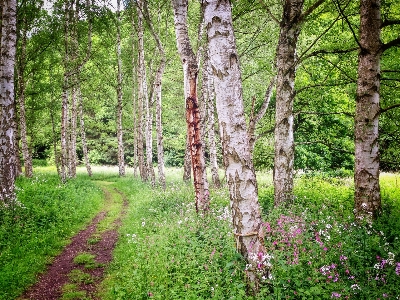 Landscape tree nature forest Photo