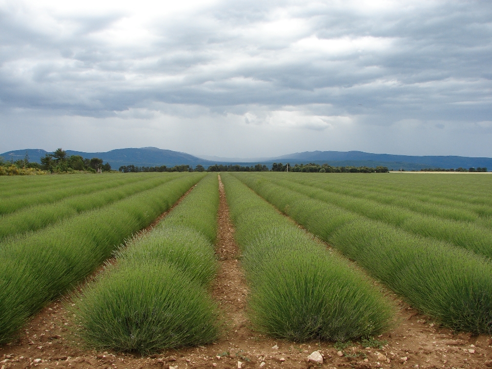 Landschaft anlage feld bauernhof