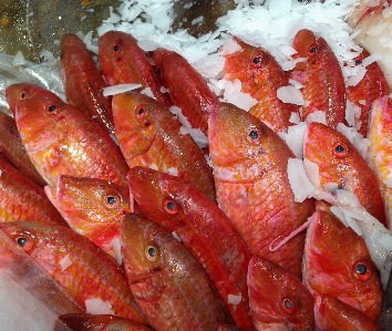 Foto Makanan laut ikan invertebrata