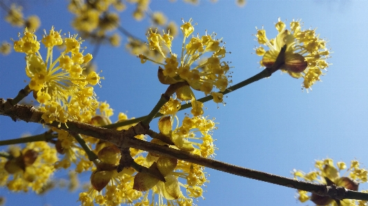 Tree nature branch blossom Photo