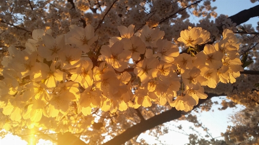 Tree nature branch blossom Photo