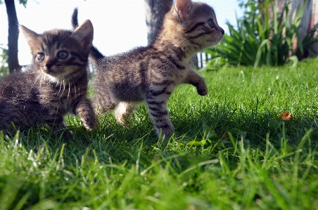 Grass lawn flower animal Photo