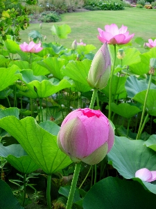 Foto Planta flor pétalo botánica
