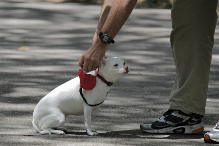 White puppy dog animal Photo