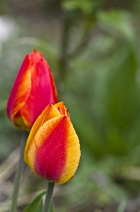 Blossom plant flower petal Photo