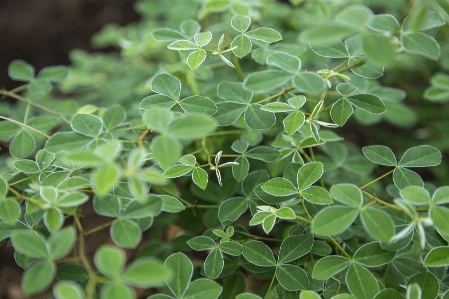 Nature branch growth plant Photo