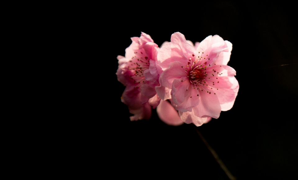 ブランチ 花 植物 写真撮影