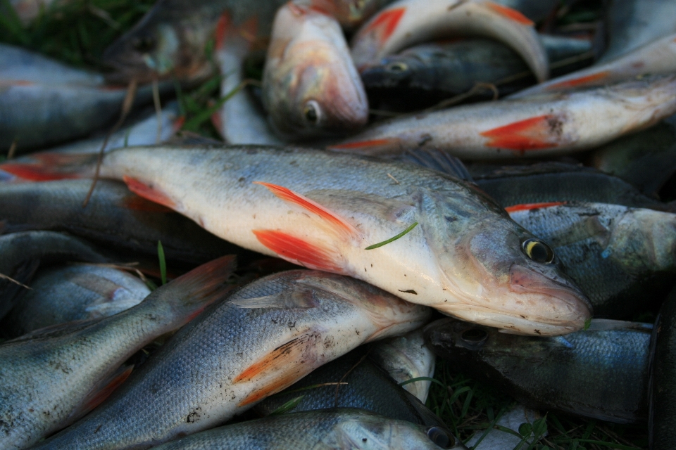 釣り 止まり木
 魚 イワシ
