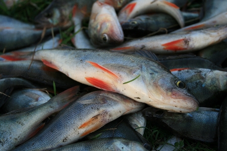 Fishing perch fish sardine Photo