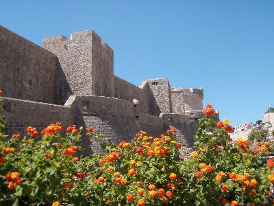 Flower tourism croatia dubrovnik Photo