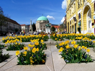 Zdjęcie Zakład kwiat miasto park