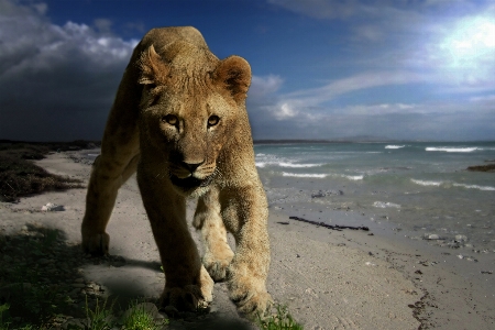 Foto Natura selvaggia
 animale carino