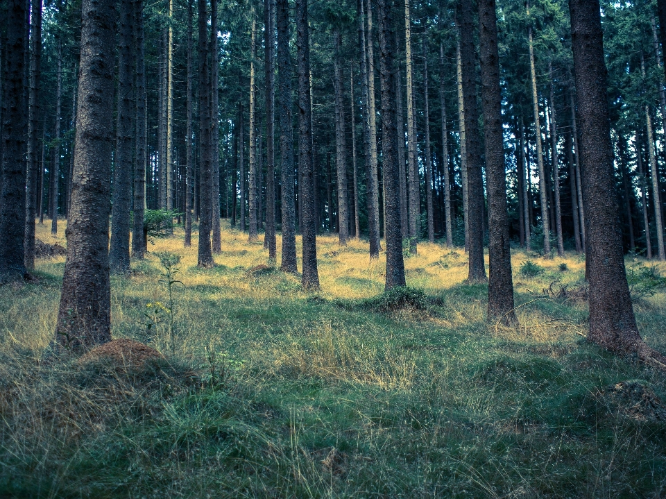 Tree nature forest wilderness