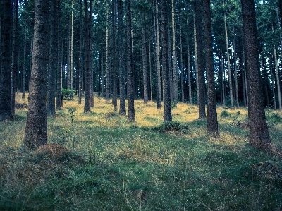 Foto Pohon alam hutan gurun
