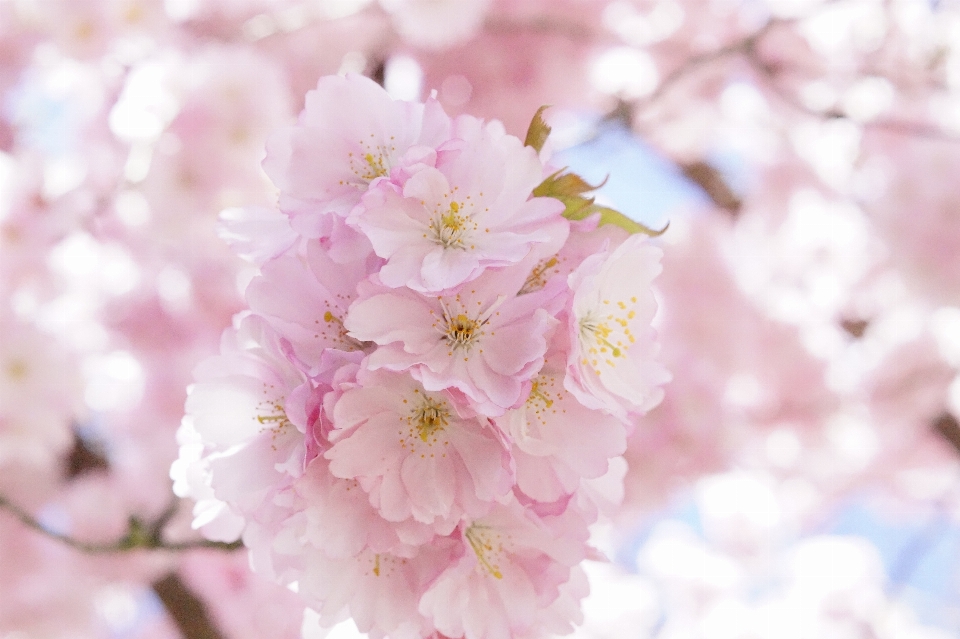 Baum zweig blüte anlage