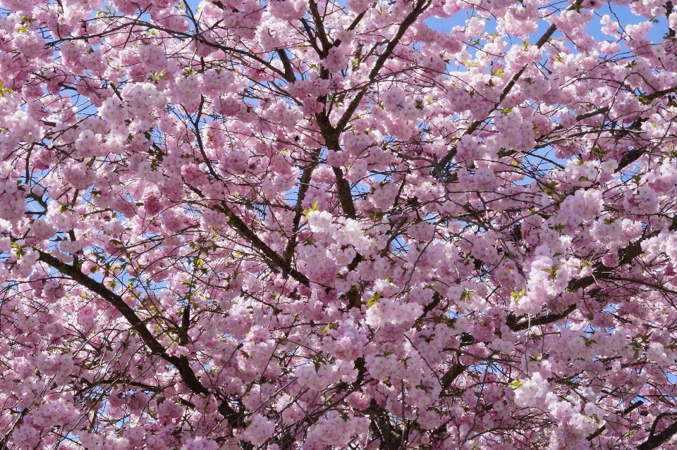 Tree branch blossom plant