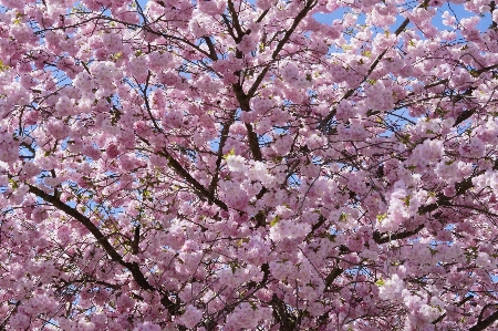 木 ブランチ 花 植物 写真