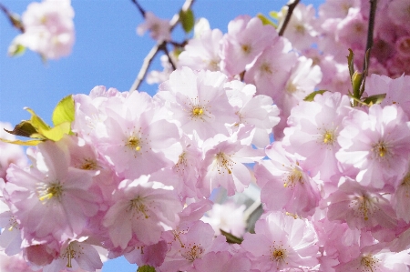 Tree branch blossom plant Photo