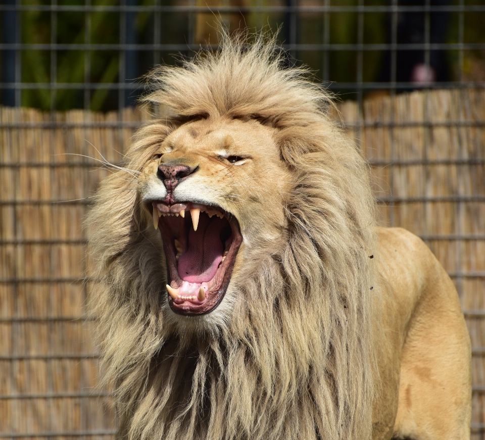 Zwierzę dzikiej przyrody ogród zoologiczny portret