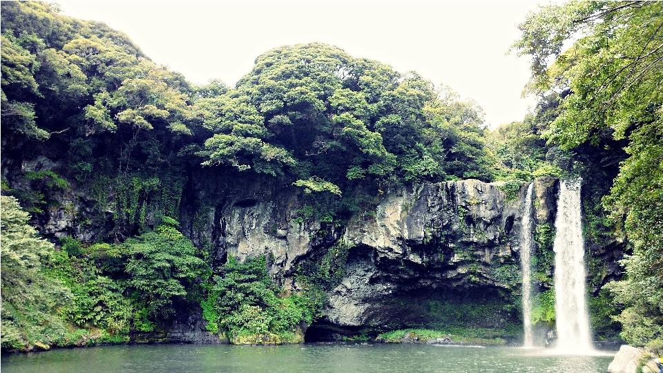 Lanskap pohon alam hutan