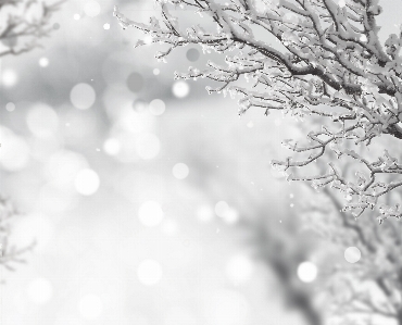 Photo Arbre bifurquer neige hiver