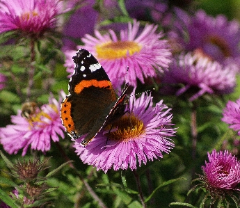 Work nature plant meadow Photo