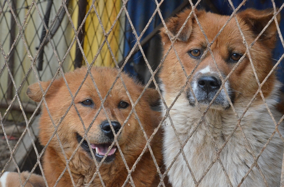 Natura recinzione dolce cane