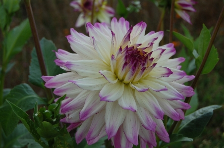 Photo Usine blanc fleur violet