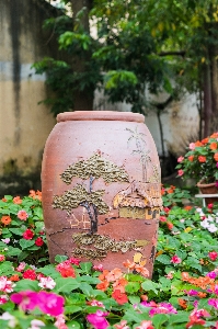 自然 植物 芝生 葉 写真