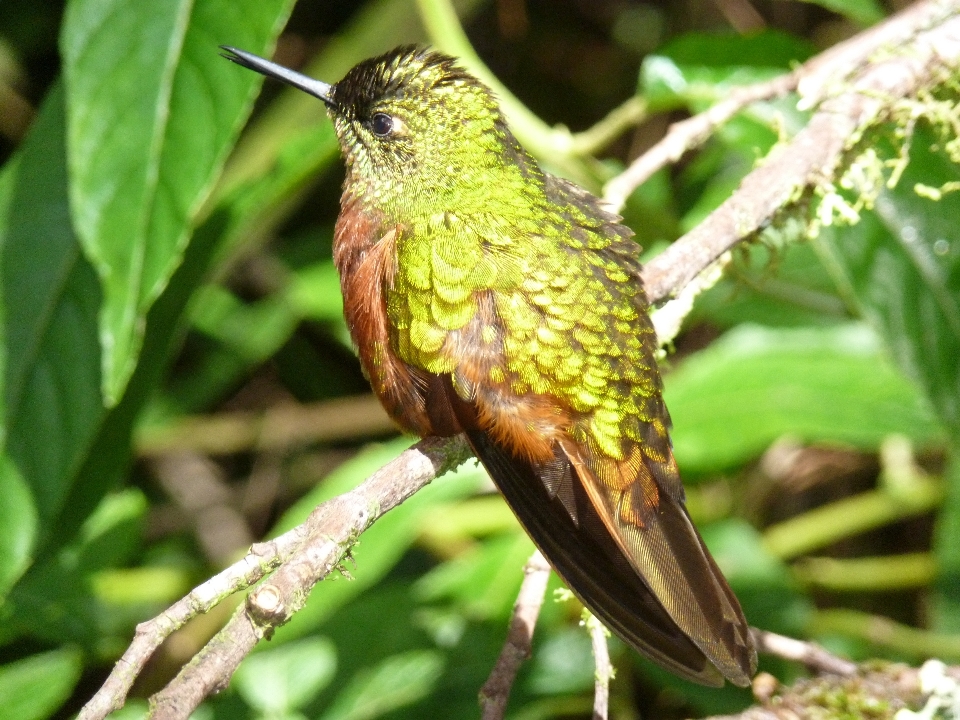 Cabang burung sayap margasatwa