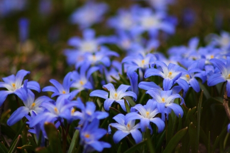 Photo Nature fleurir usine fleur