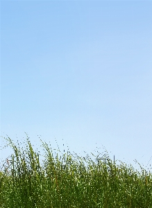 風景 自然 草 地平線 写真