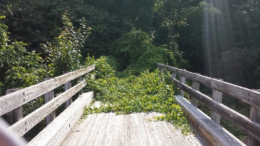 Forest wood trail bridge Photo