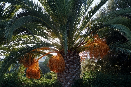 Photo Arbre bifurquer usine fruit