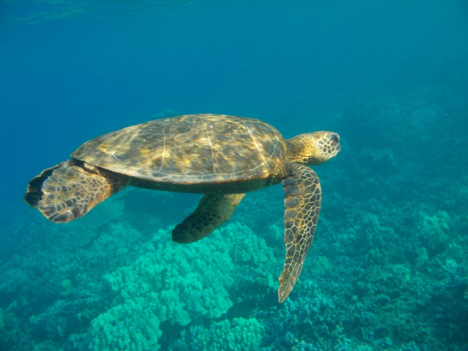 море дикая природа под водой зеленый