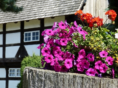 Plant farm flower garden Photo