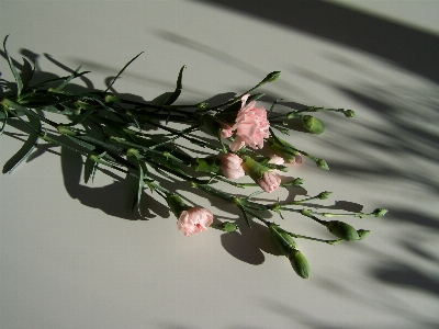 Branch blossom plant leaf Photo