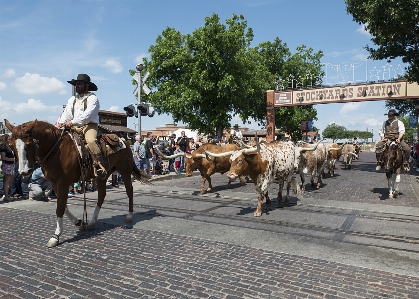 Cattle vehicle show drive Photo