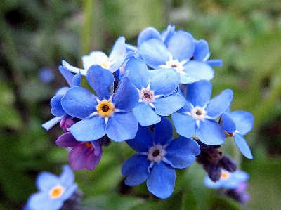 Nature blossom plant flower Photo