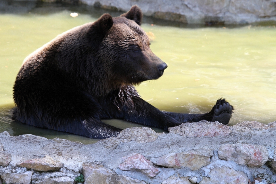 Water forest animal bear