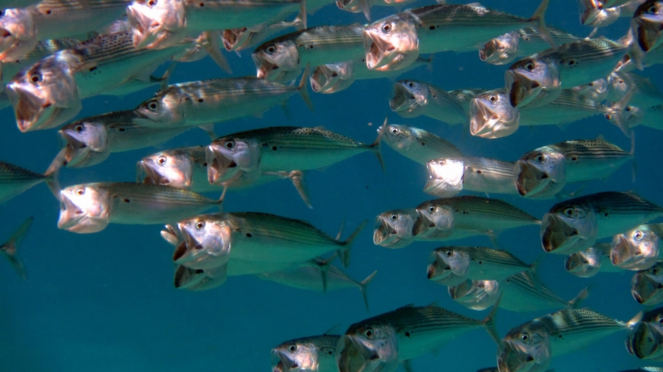 Diving underwater biology fish