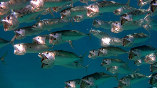 Diving underwater biology fish Photo