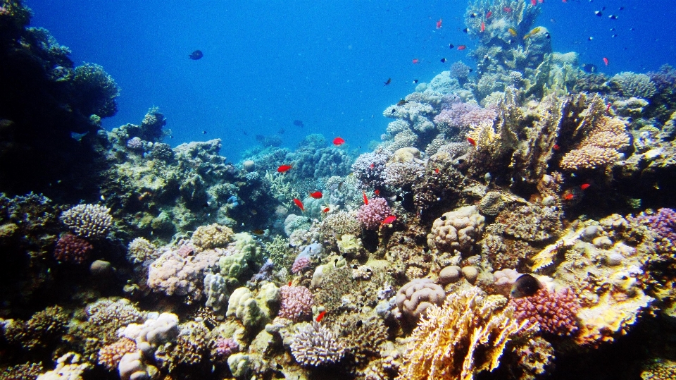 Mar buceo submarino biología