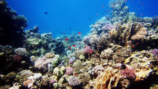 Sea diving underwater biology Photo