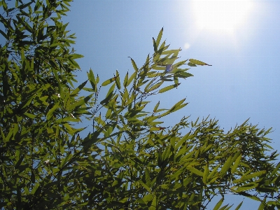 Tree nature grass branch Photo