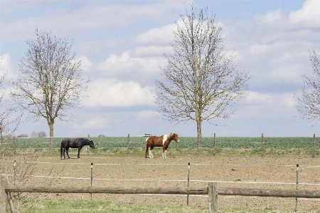 Landscape nature grass field Photo