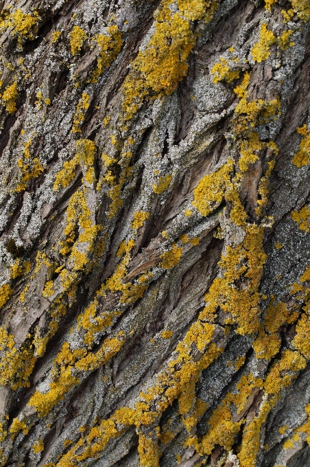 Baum natur rock zweig