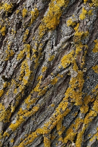 Tree nature rock branch Photo