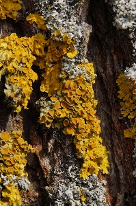 Tree nature branch structure Photo